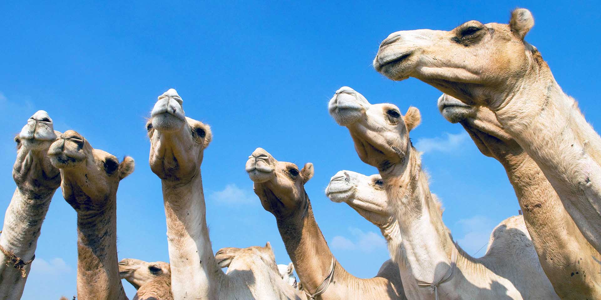 Al Ain Camel Souk