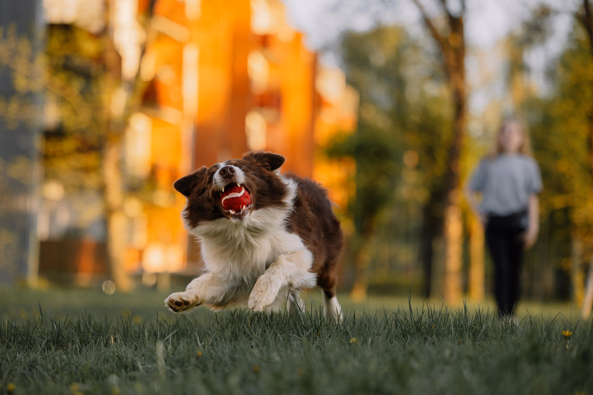 Pet Life in the UAE: A Guide to Pet Ownership, Care, and Regulations in 2025