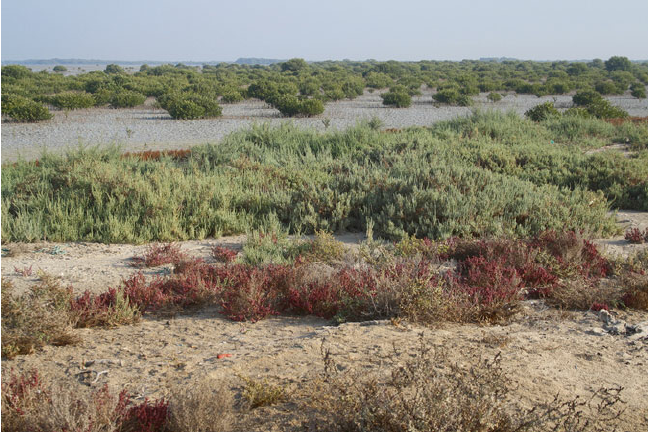 vegetation in the UAE