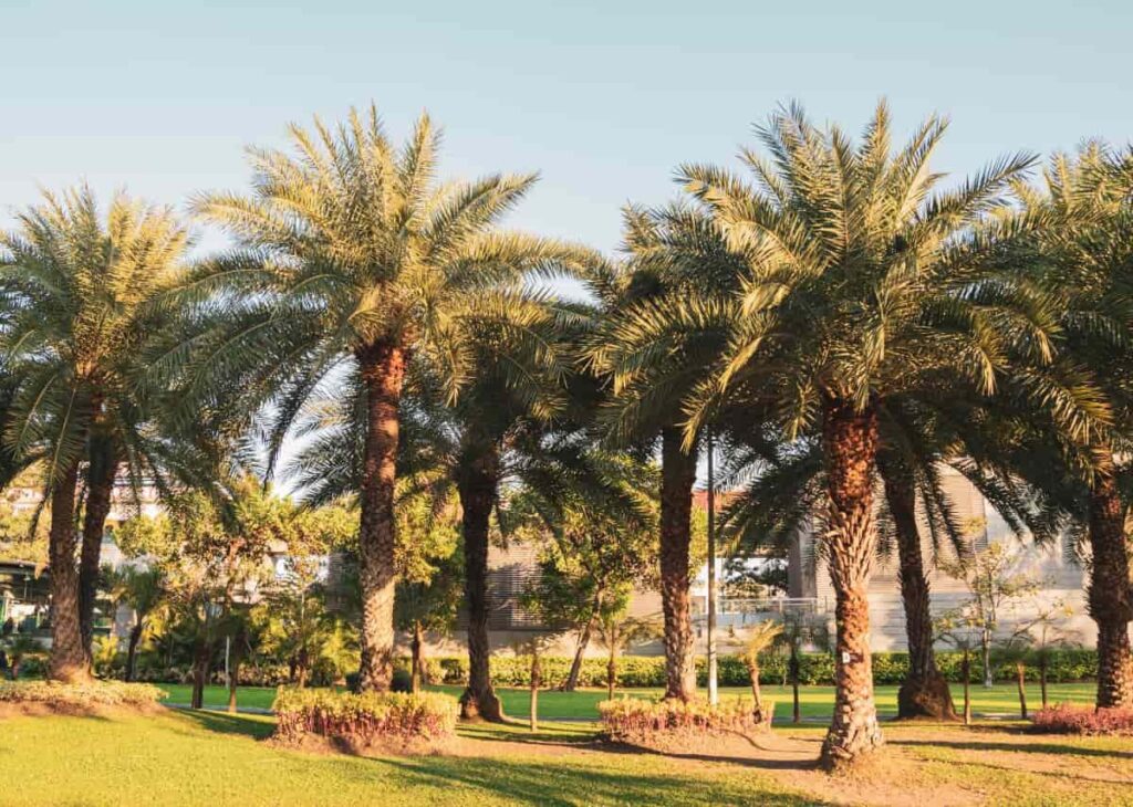vegetation in the UAE