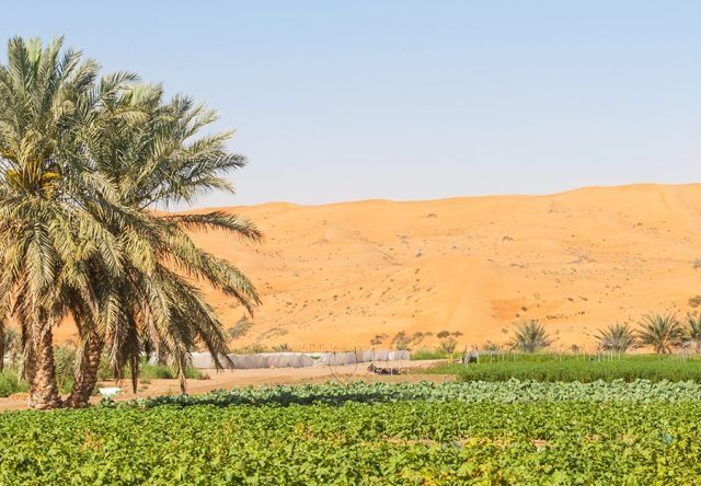 Complete Guide to Vegetation in the UAE 2025: Flora, Trees, and Sustainable Practices
